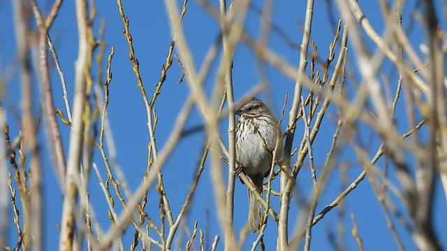 Song Sparrow - ML439597261