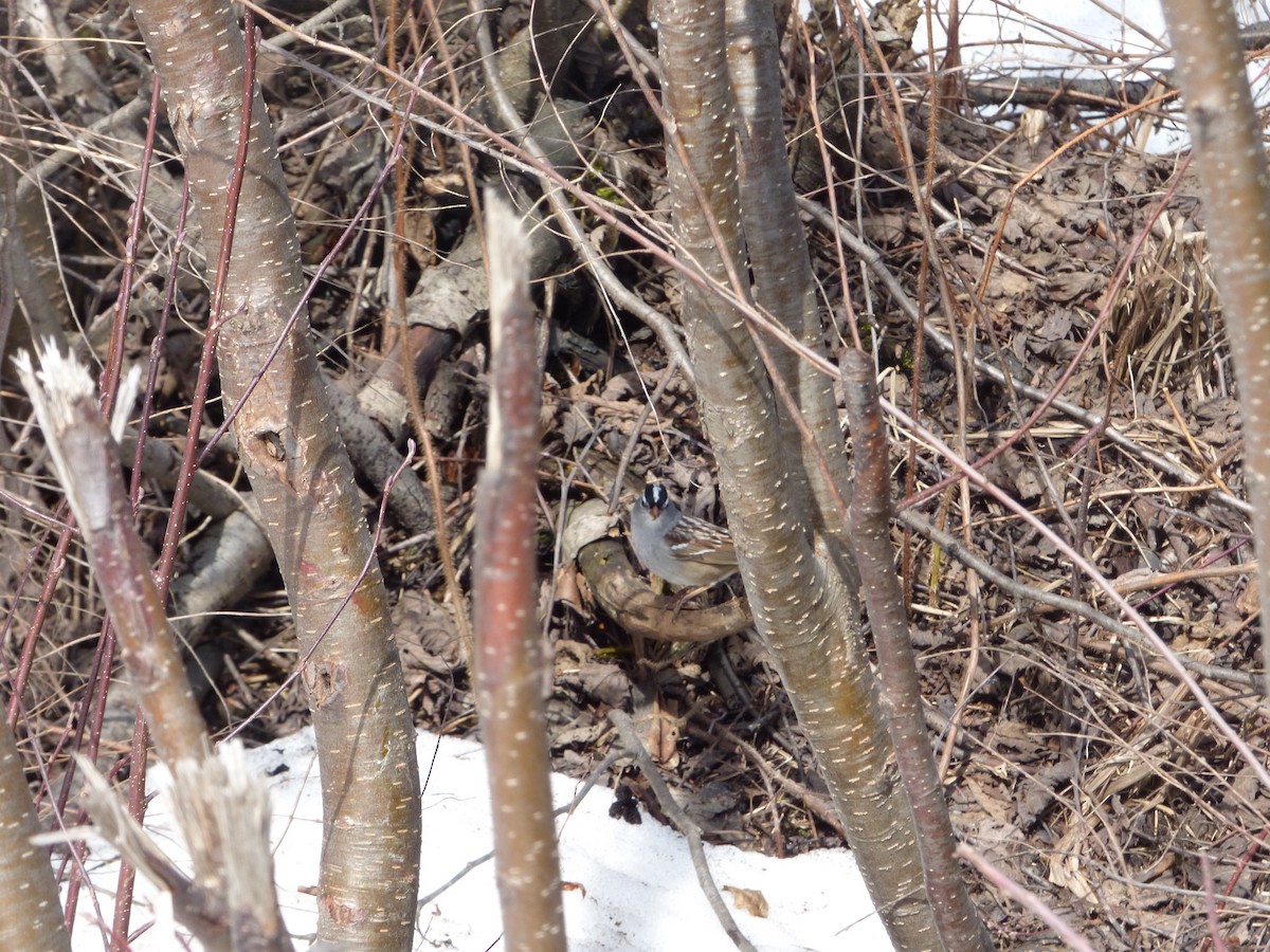 White-crowned Sparrow - ML439597451