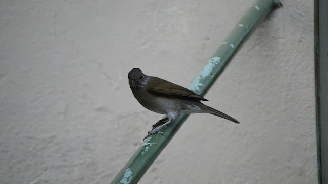 Pale-breasted Thrush - ML439598261