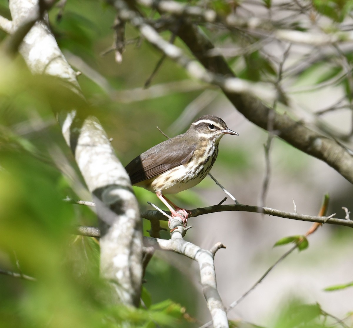 Louisiana Waterthrush - Cindy Stacy