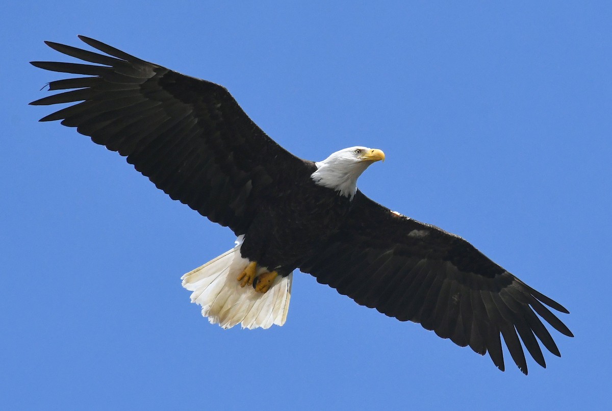 Bald Eagle - ML439599211