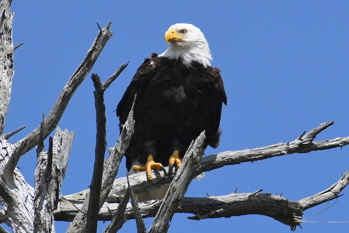 Bald Eagle - ML439599331