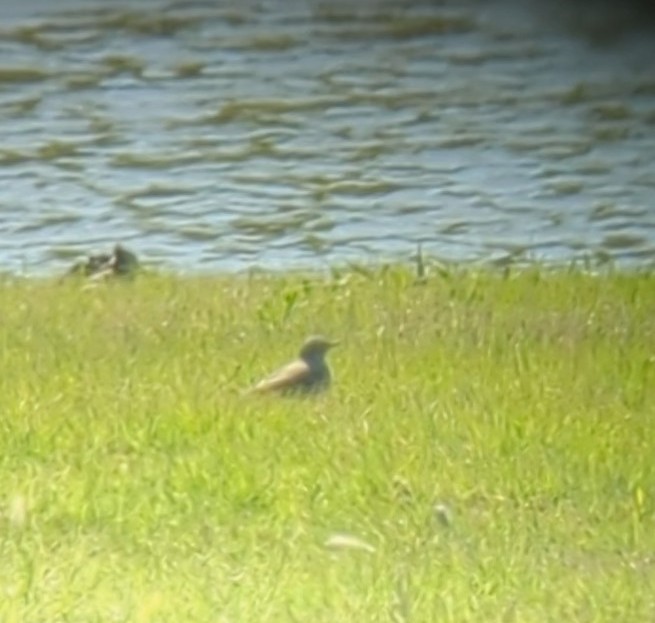 American Pipit - ML439601111