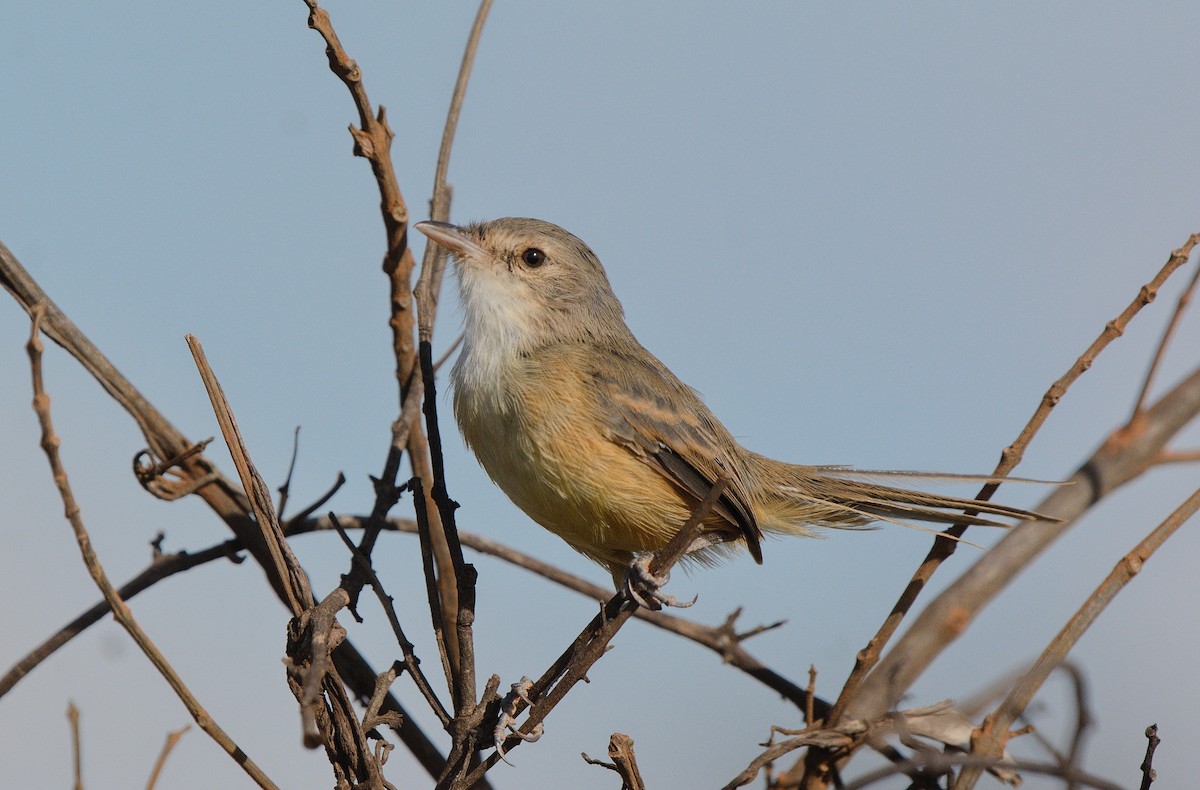 Rufous-sided Scrub-Tyrant - ML439601131