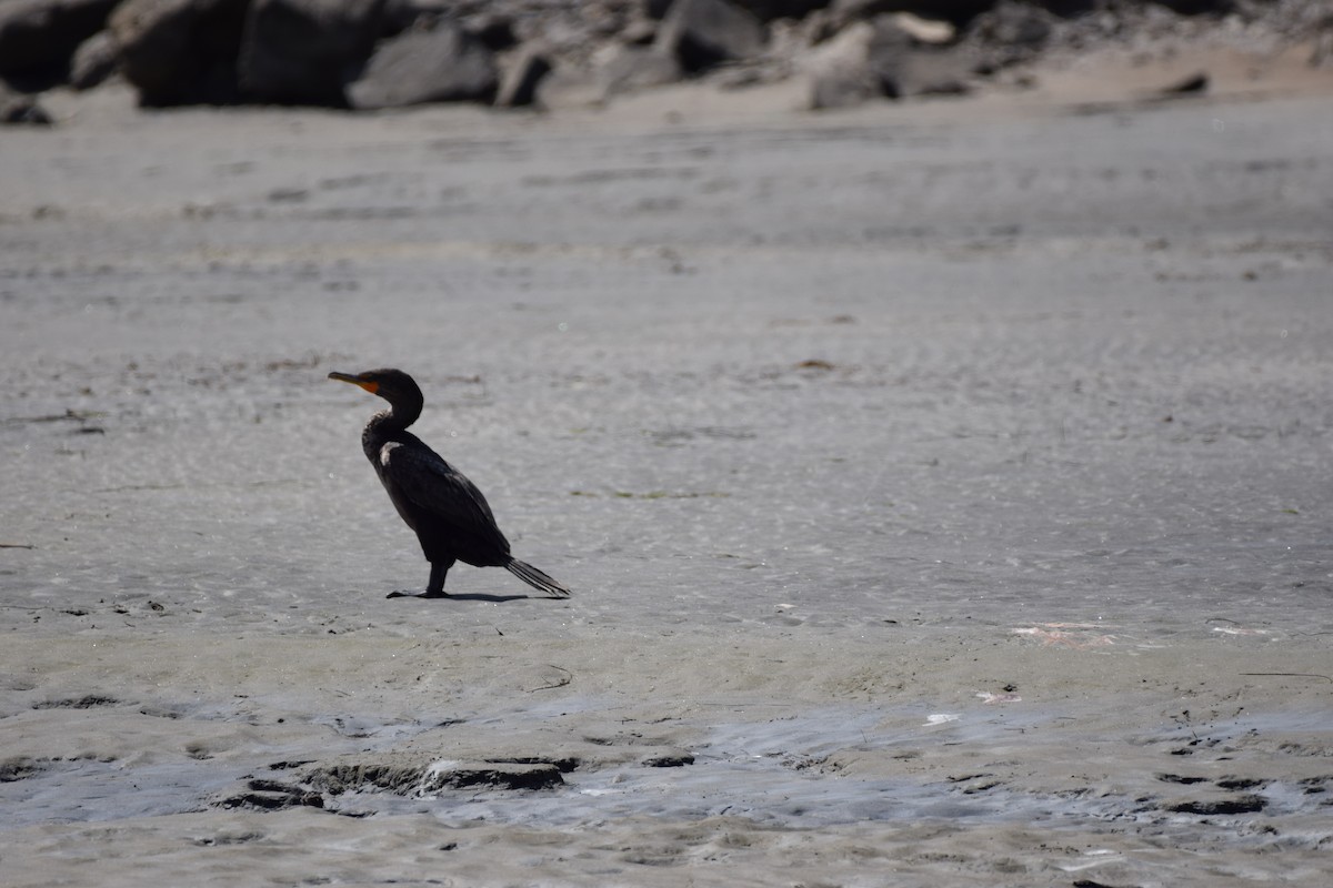 Double-crested Cormorant - ML439601461