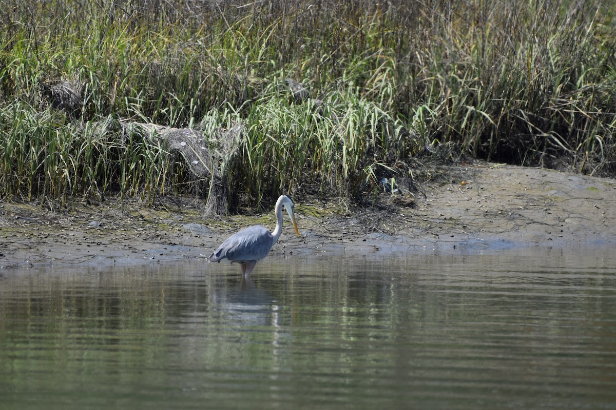 Great Blue Heron - Sree Kandhadai