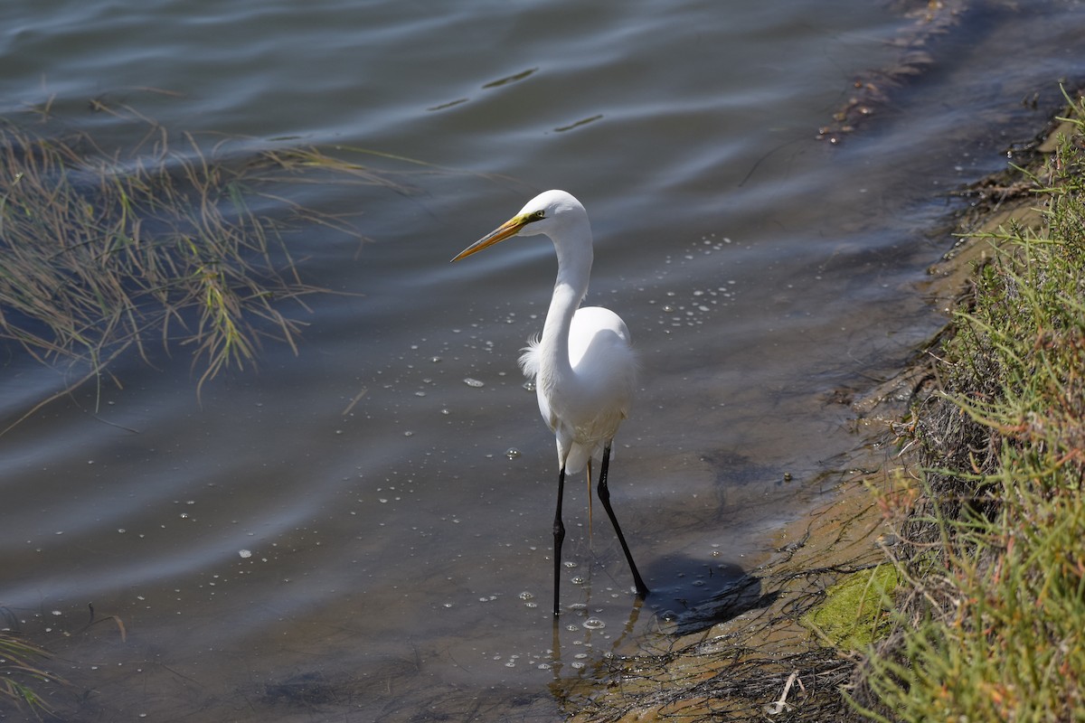 Great Egret - ML439601931