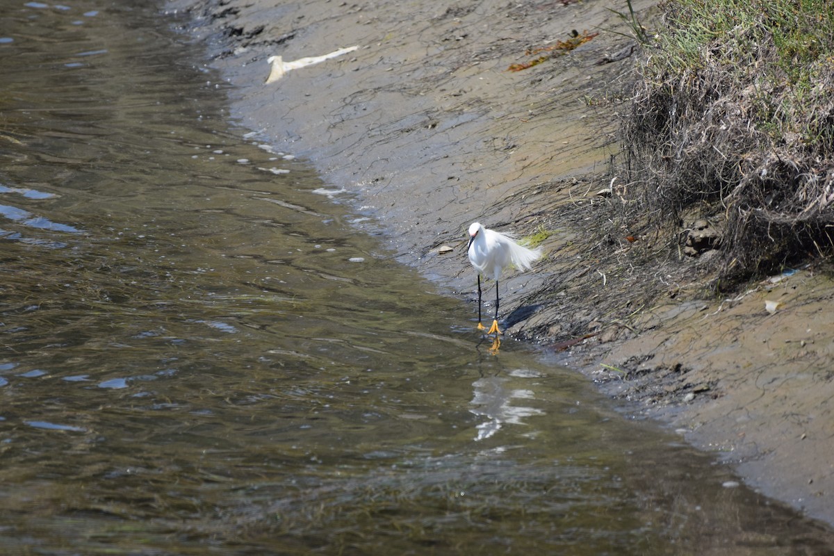 Snowy Egret - ML439602001