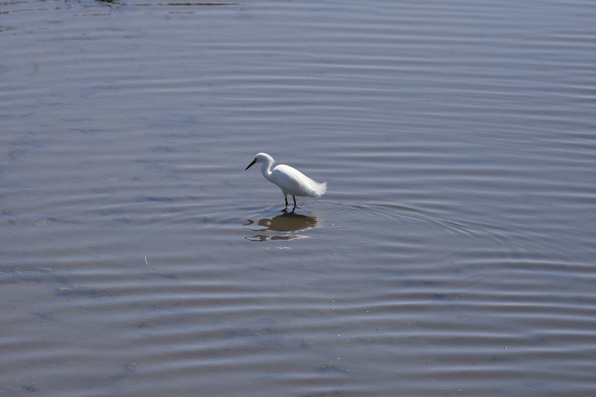 Snowy Egret - ML439602171