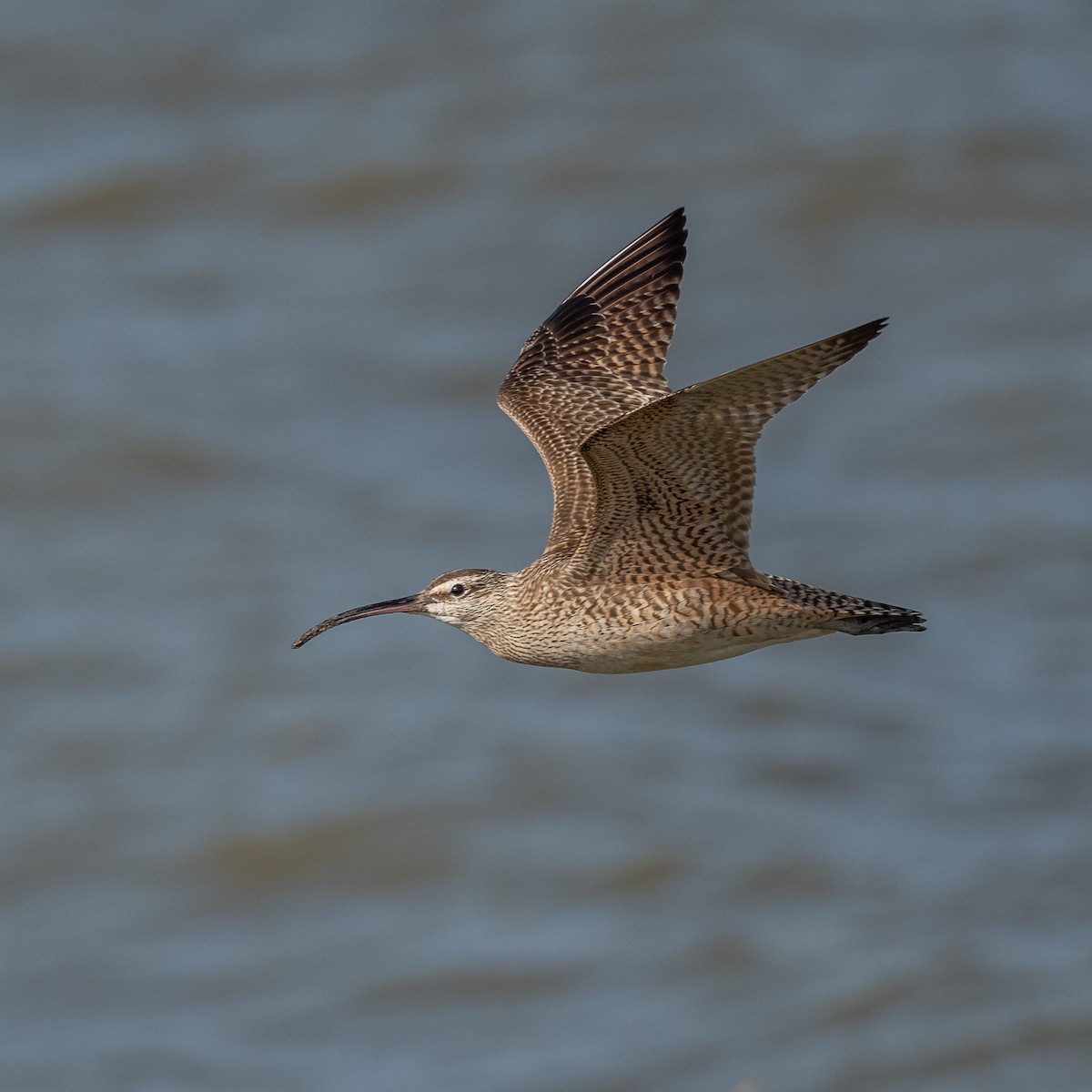 Whimbrel - Graham Deese