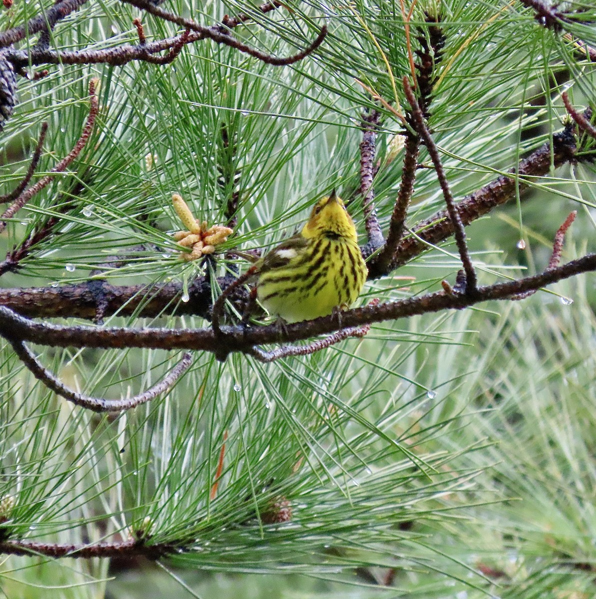 Cape May Warbler - ML439603551