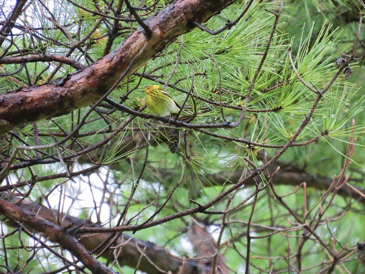 Cape May Warbler - ML439603591