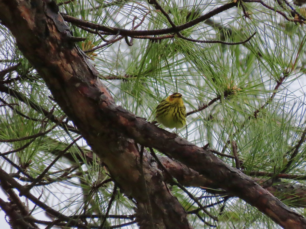 Cape May Warbler - ML439603611