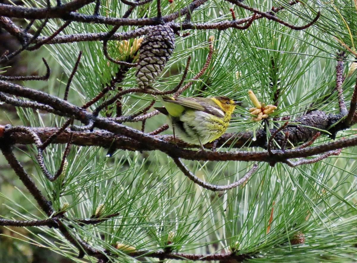 Cape May Warbler - ML439603691