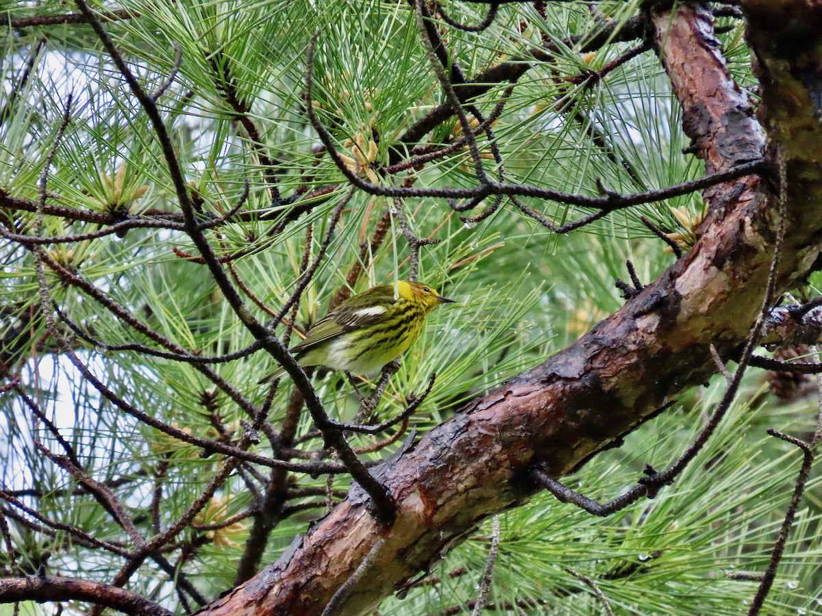 Cape May Warbler - ML439603721