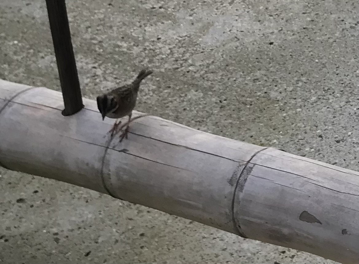 Rufous-collared Sparrow - ML439605011