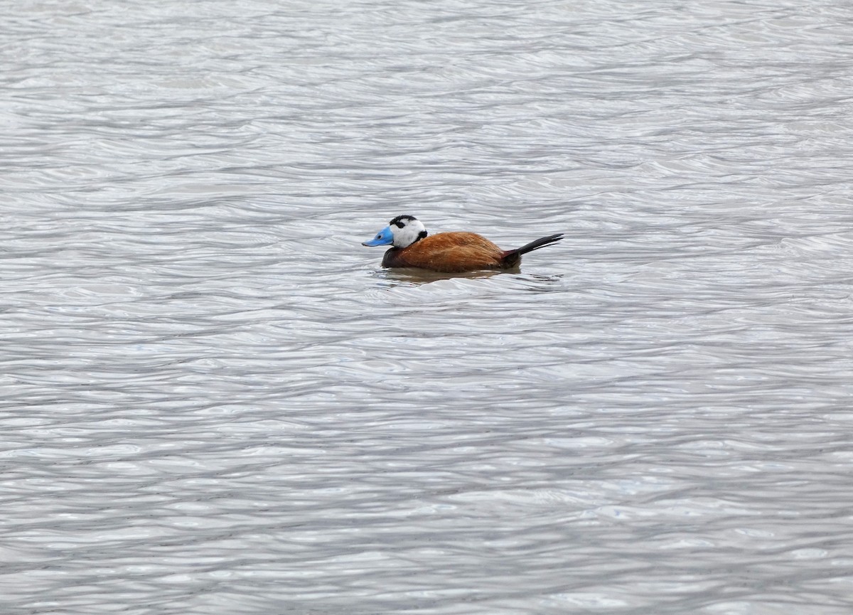 White-headed Duck - ML439605541