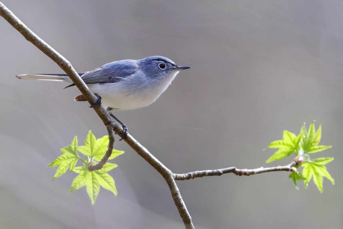 Blue-gray Gnatcatcher - ML439605661