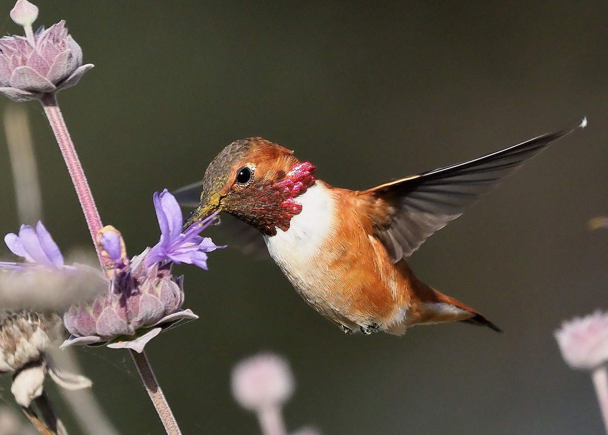 Rufous Hummingbird - Aidan Brubaker