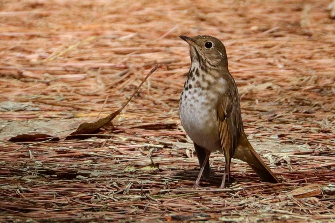Hermit Thrush - ML439605721
