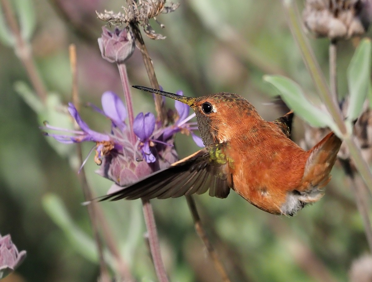 Rufous Hummingbird - Aidan Brubaker