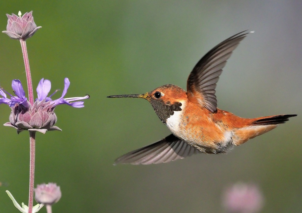 rødkolibri - ML439605861