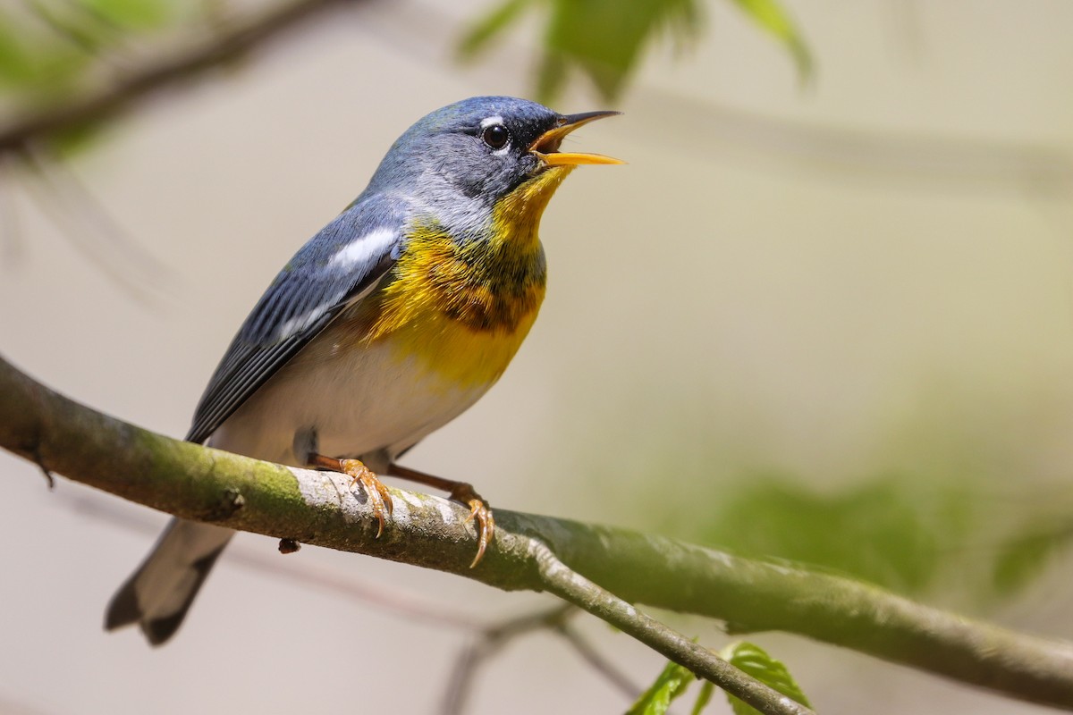 Northern Parula - ML439605901