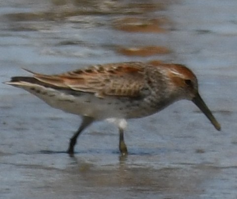 Western Sandpiper - Thomas Luhring