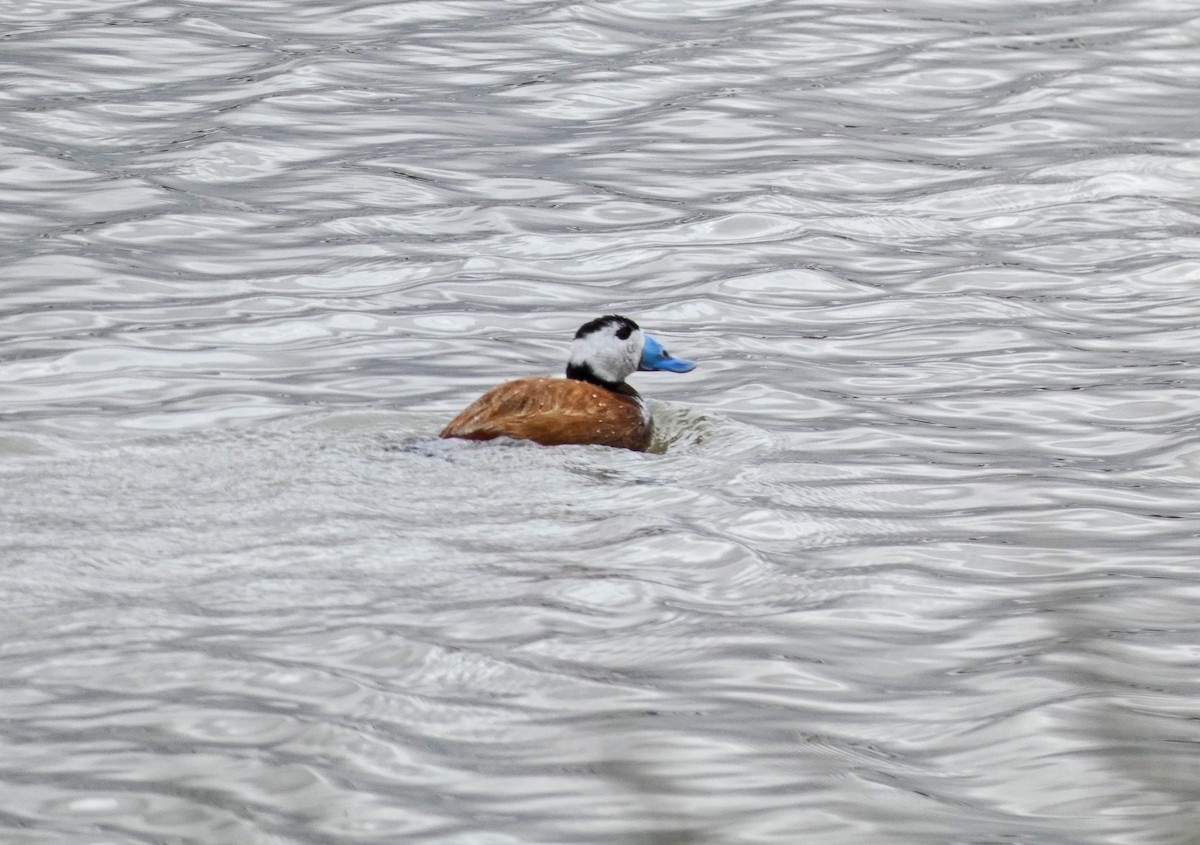 White-headed Duck - ML439606671