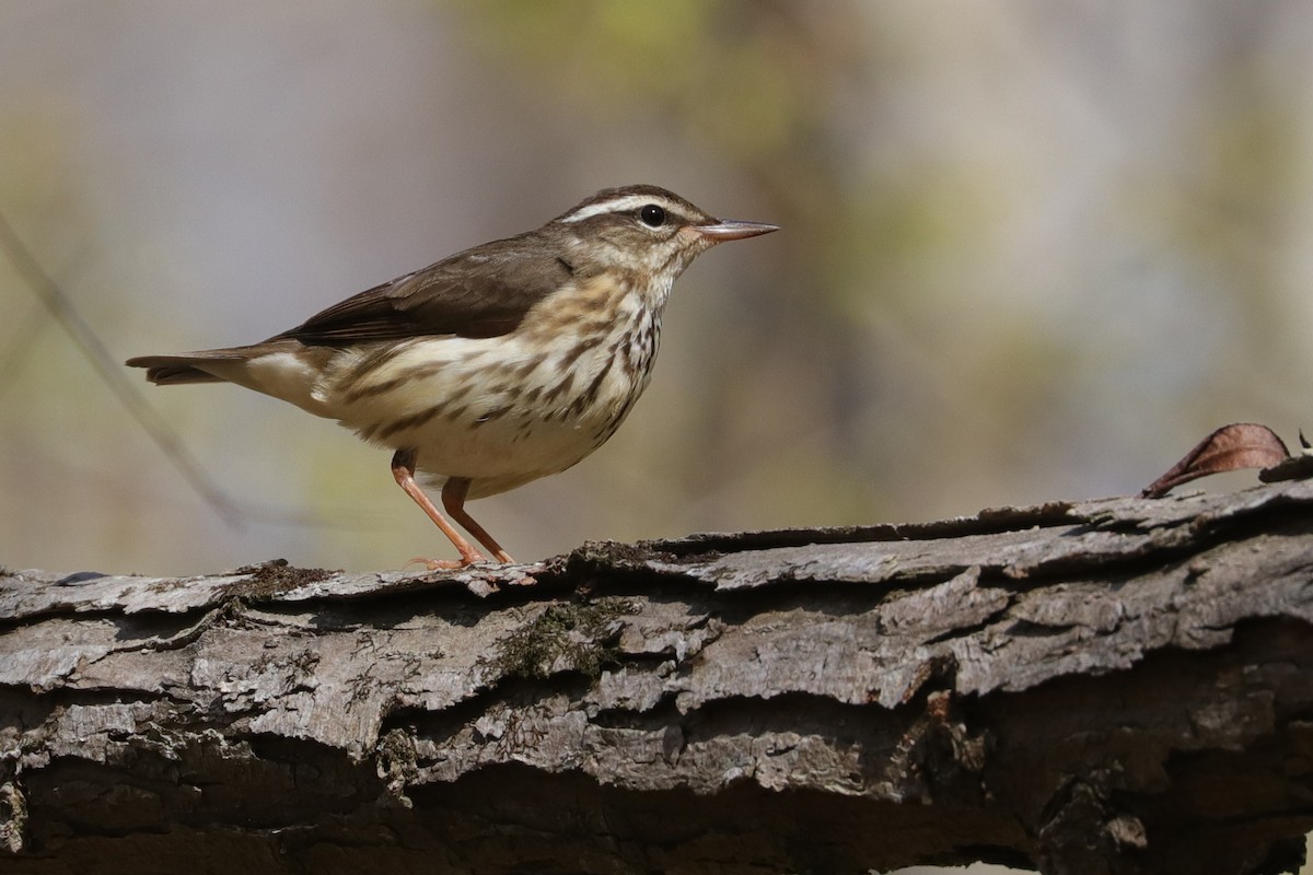 Louisiana Waterthrush - ML439606901