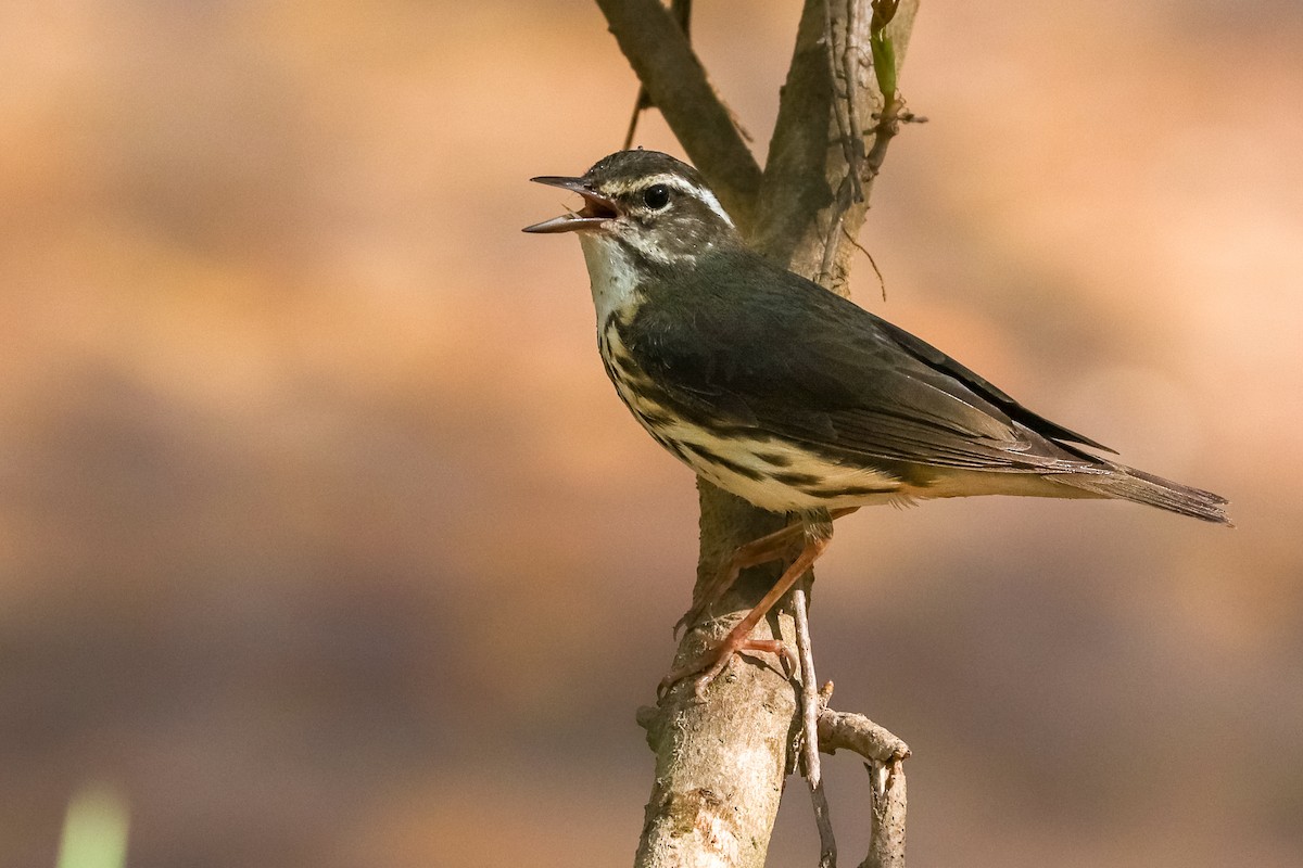 Louisiana Waterthrush - ML439606941
