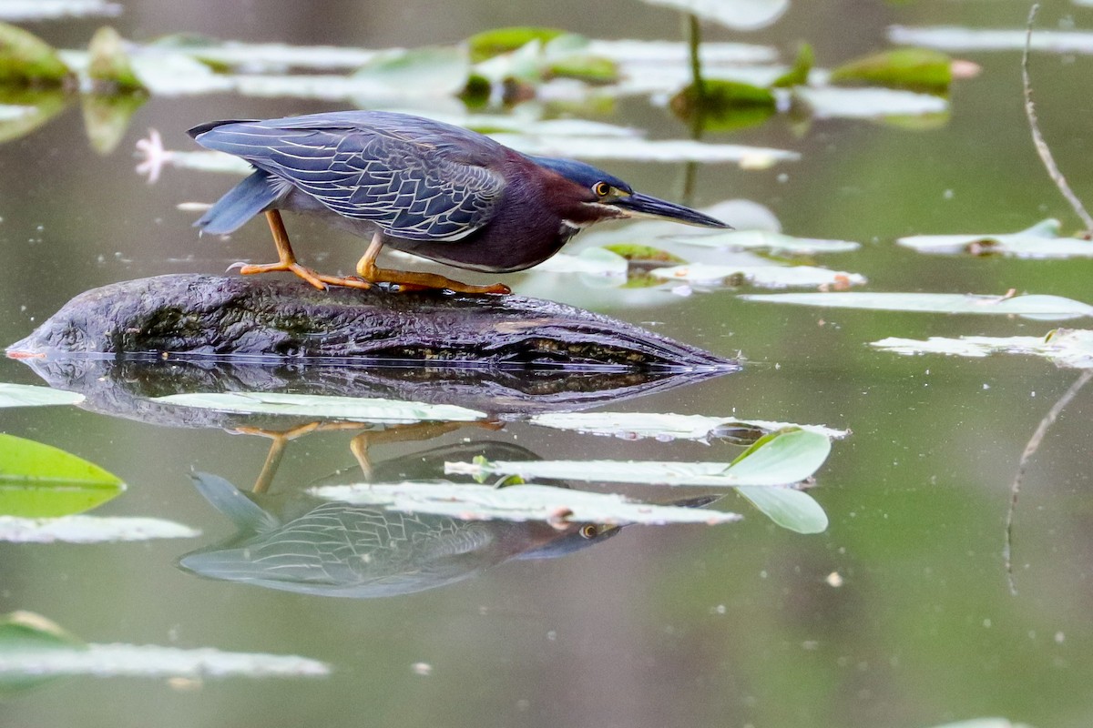 Green Heron - ML439607761