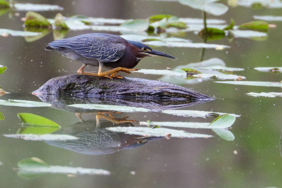 Green Heron - ML439607781