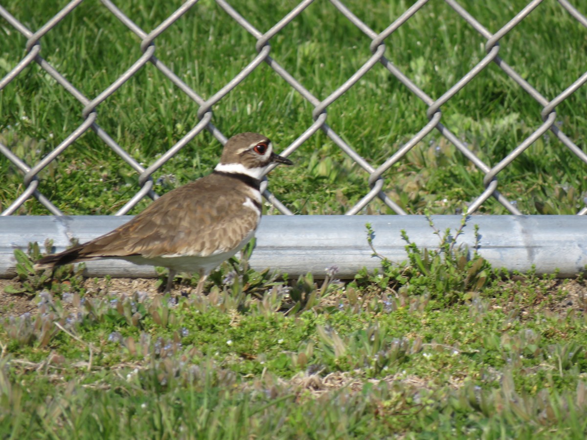 Killdeer - ML439608101