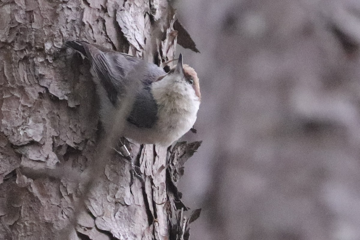 Brown-headed Nuthatch - ML439608711