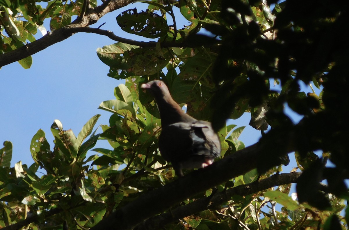 Red-billed Pigeon - Tanya Seshadri