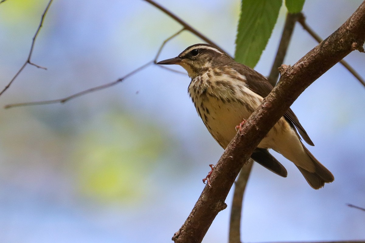 Louisiana Waterthrush - ML439609051