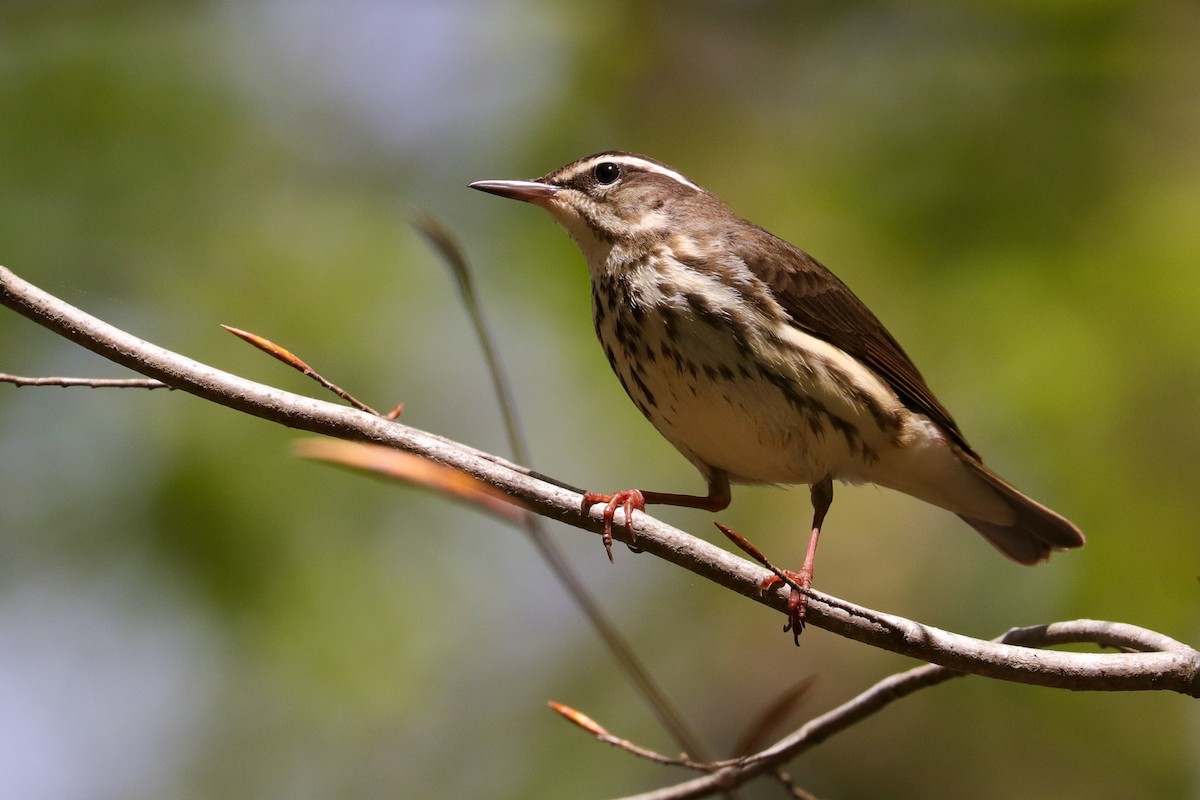 Louisiana Waterthrush - ML439609061