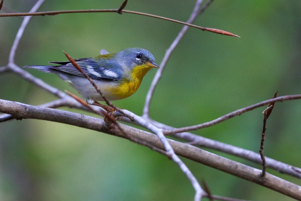 Northern Parula - ML439609101