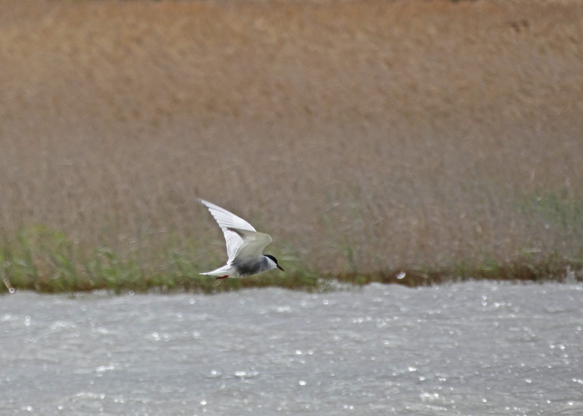 Whiskered Tern - Francisco Javier Calvo lesmes