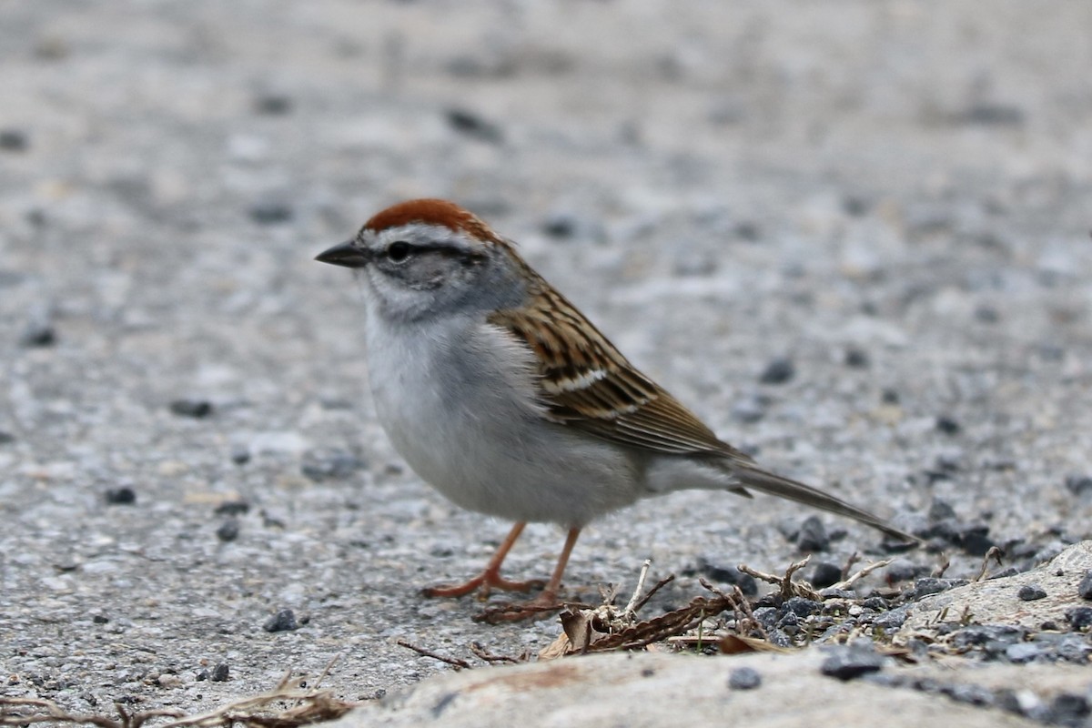 Chipping Sparrow - ML439609931
