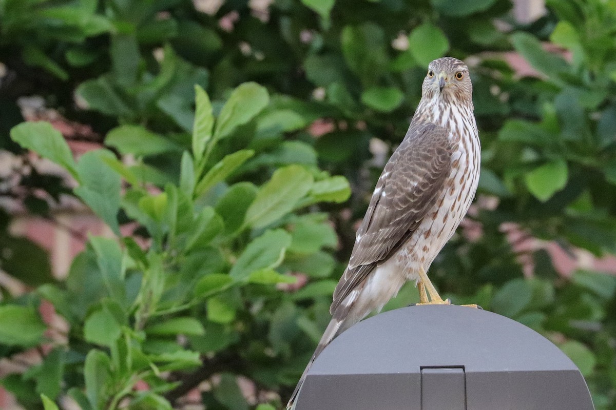 Cooper's Hawk - ML439610471