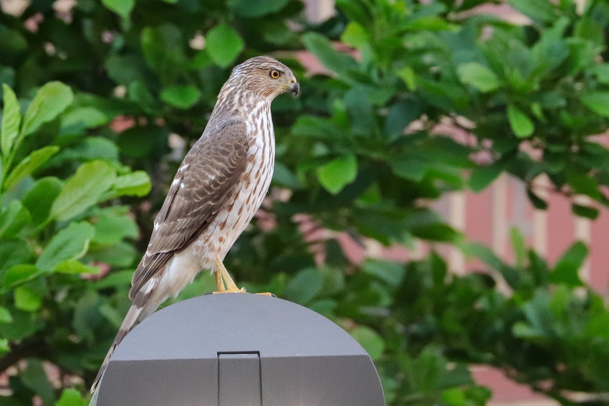 Cooper's Hawk - ML439610481