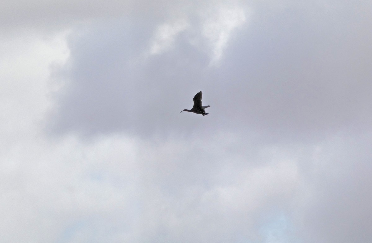 Glossy Ibis - ML439610531