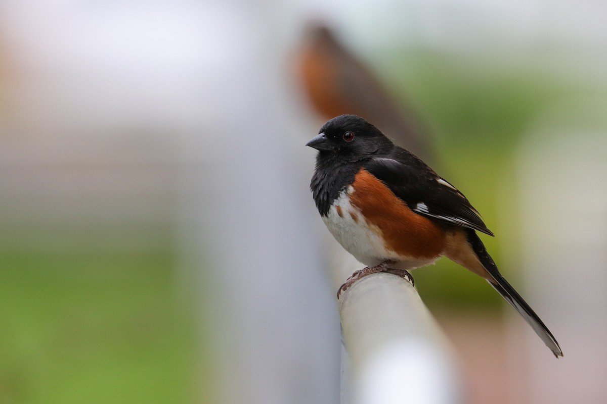 Eastern Towhee (Red-eyed) - Martina Nordstrand