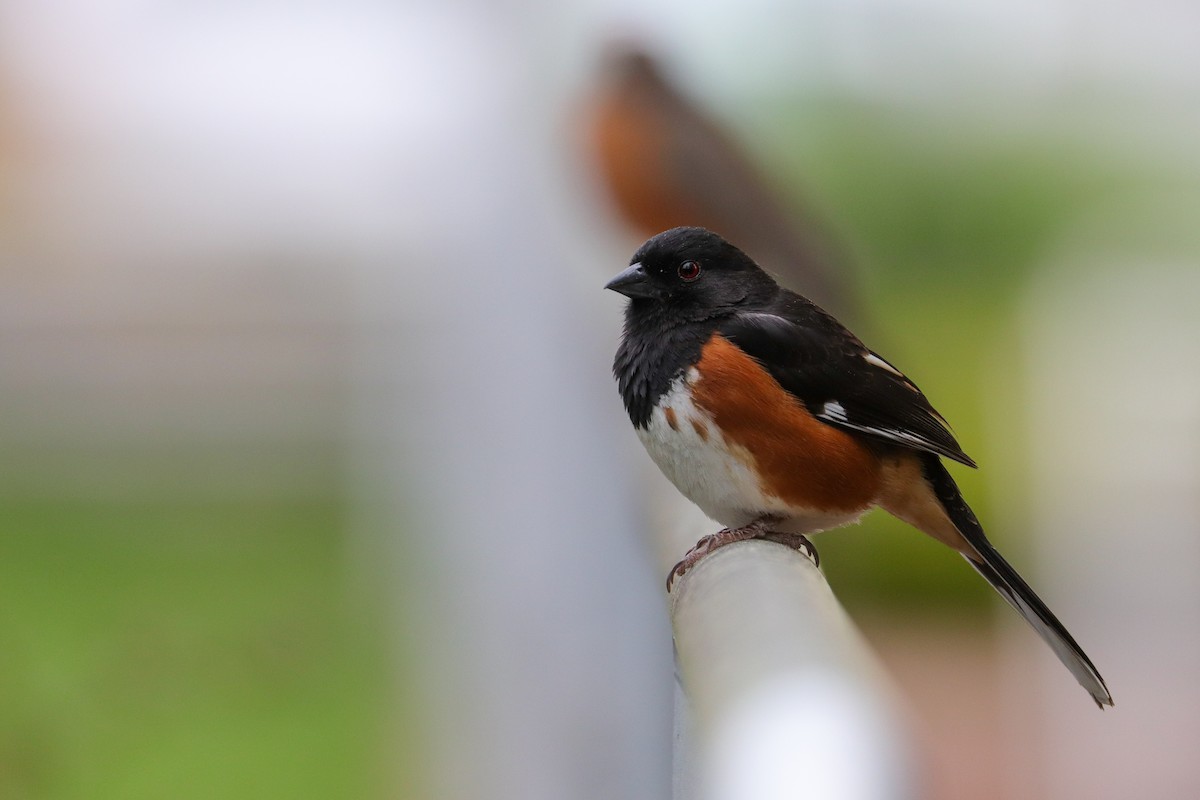 Eastern Towhee (Red-eyed) - ML439610651