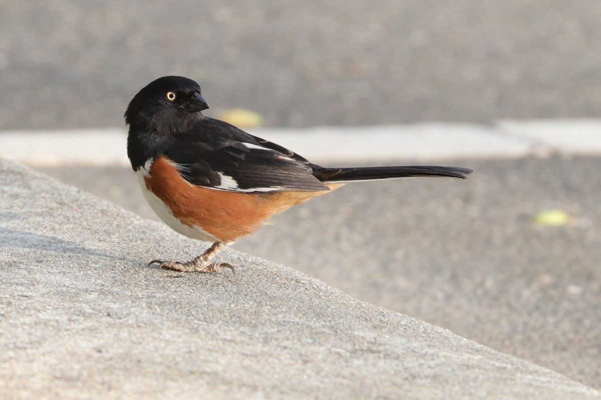 Eastern Towhee (White-eyed) - ML439610671