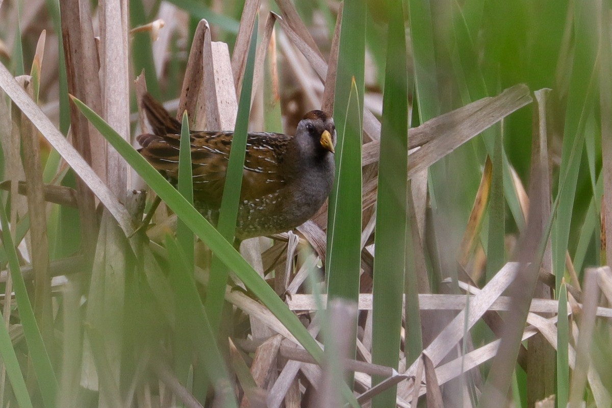 Sora - ML439610951