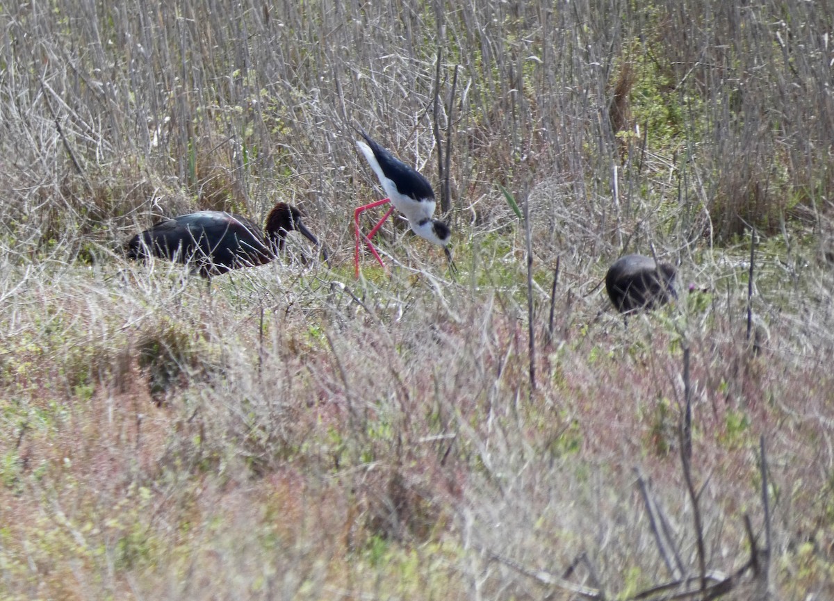 Glossy Ibis - ML439611071