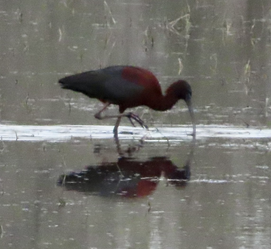 Glossy Ibis - Sylvie Henkenius